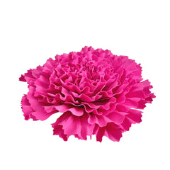 Copy of Test Carnation Flower